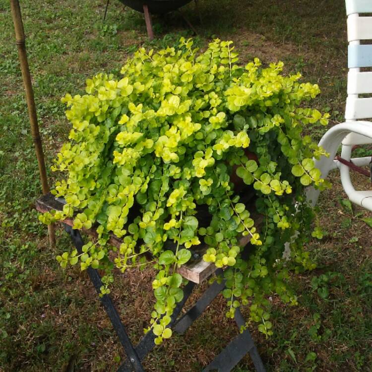 Golden Creeping Jenny (Lysimachia Nummularia 'Aurea') In, 40% OFF