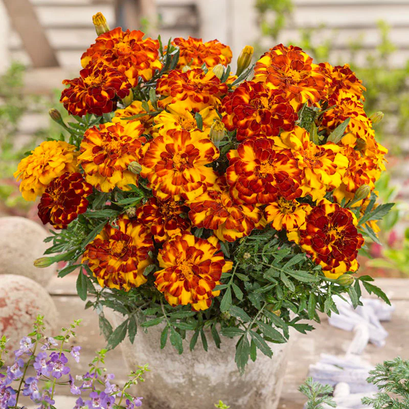 Marigold Seeds-Blooms in a Range of Warm Hues