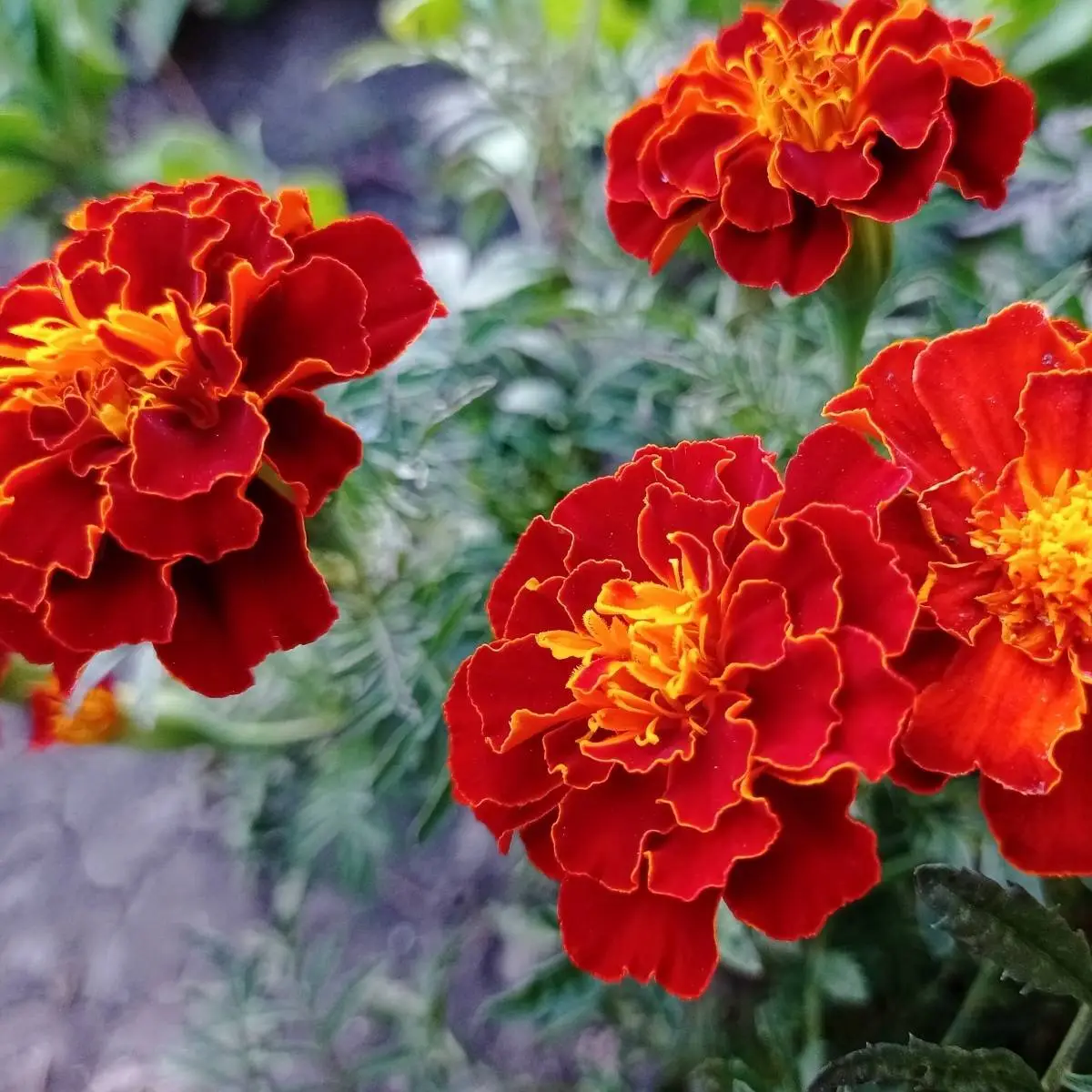 Marigold Seeds-Blooms in a Range of Warm Hues