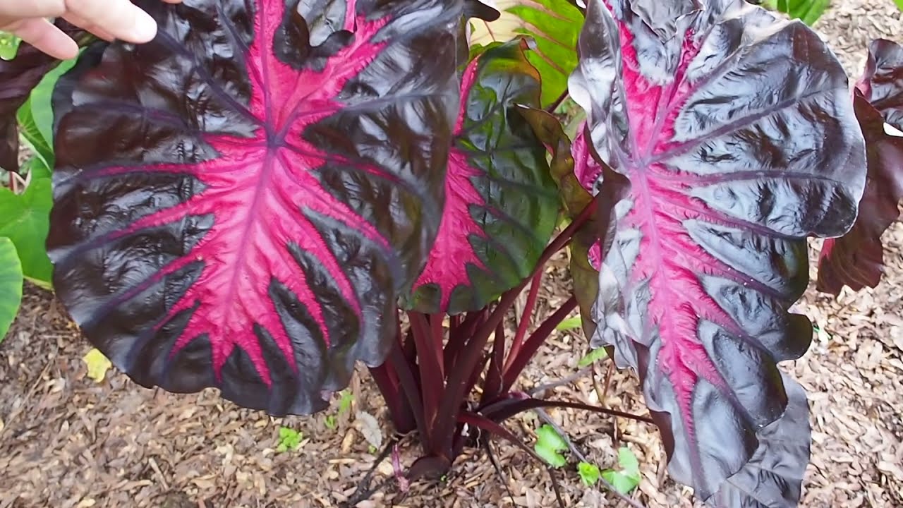 Brian's Botanicals New Release!Colocasia Redemption PPAF!