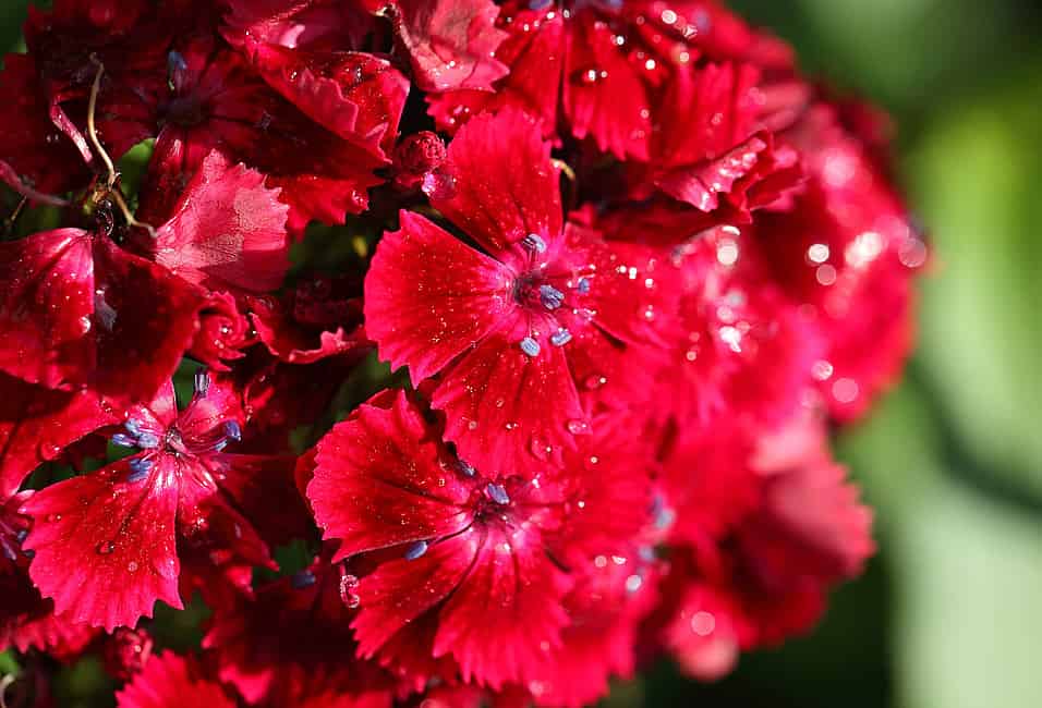 National Carnation Day (January 29th) | Days Of The Year