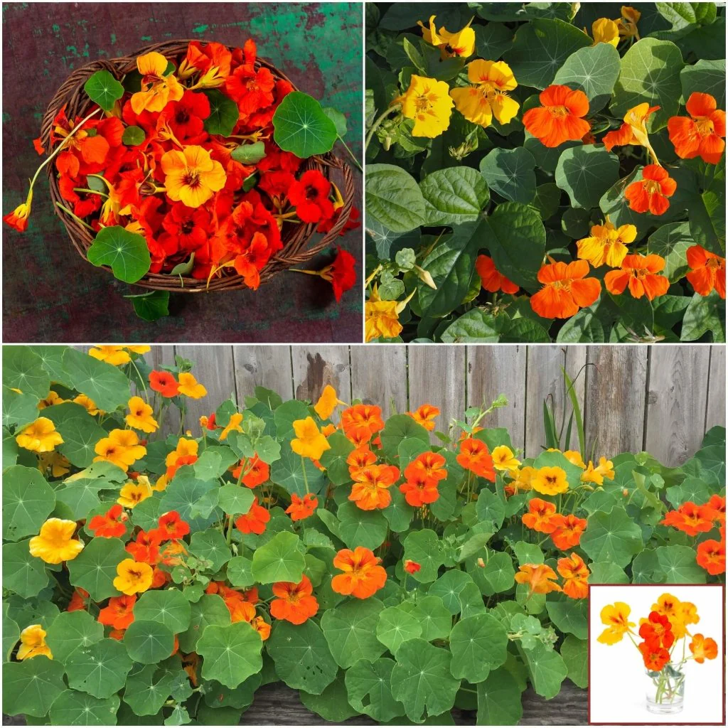 Nasturtium Seeds (Tall) - Mixed Colors