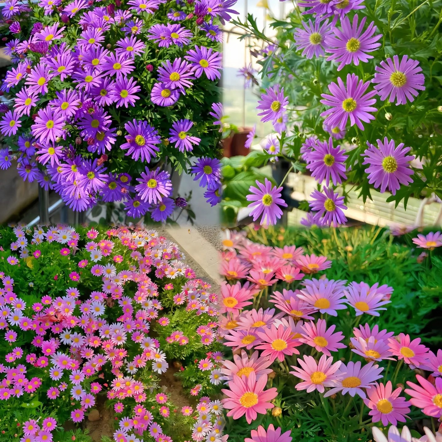 🌼INSECT KILLERS: PYRETHRUM DAISY SEEDS