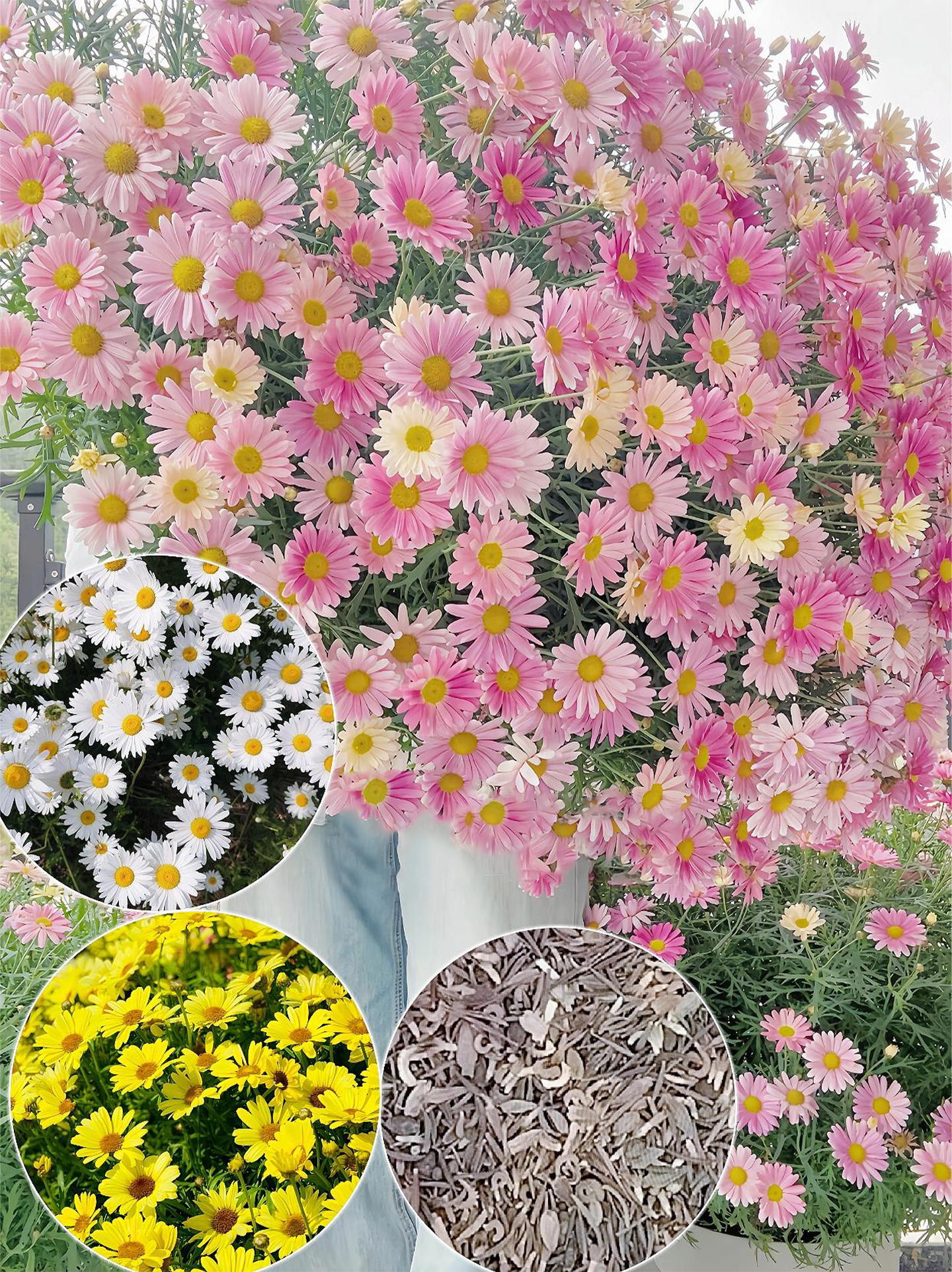 Insect Killers: Pyrethrum Daisy Seeds