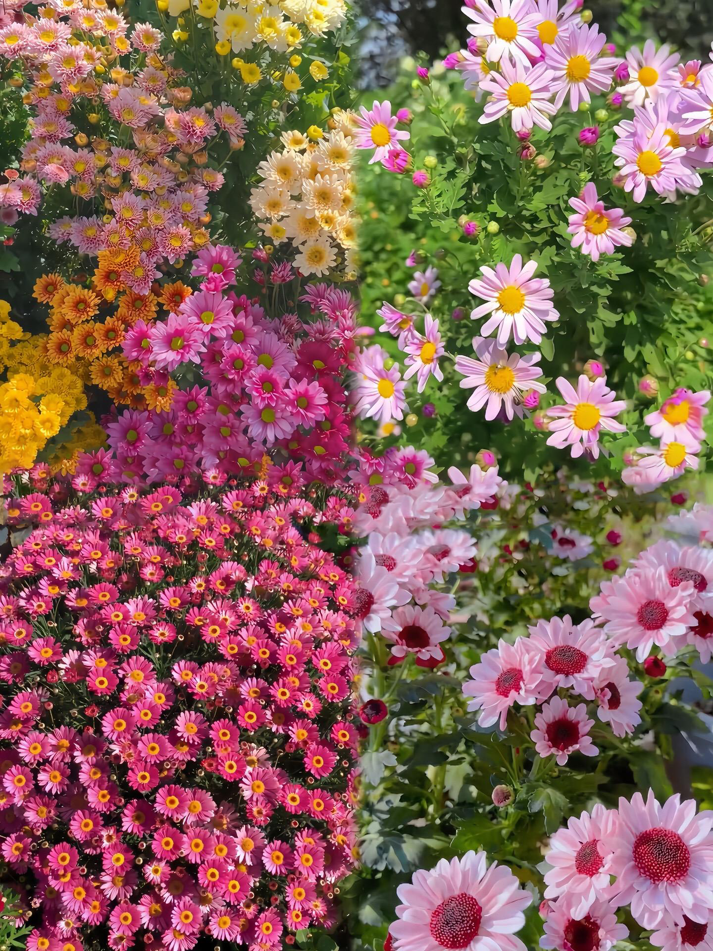 Insect Killers: Pyrethrum Daisy Seeds