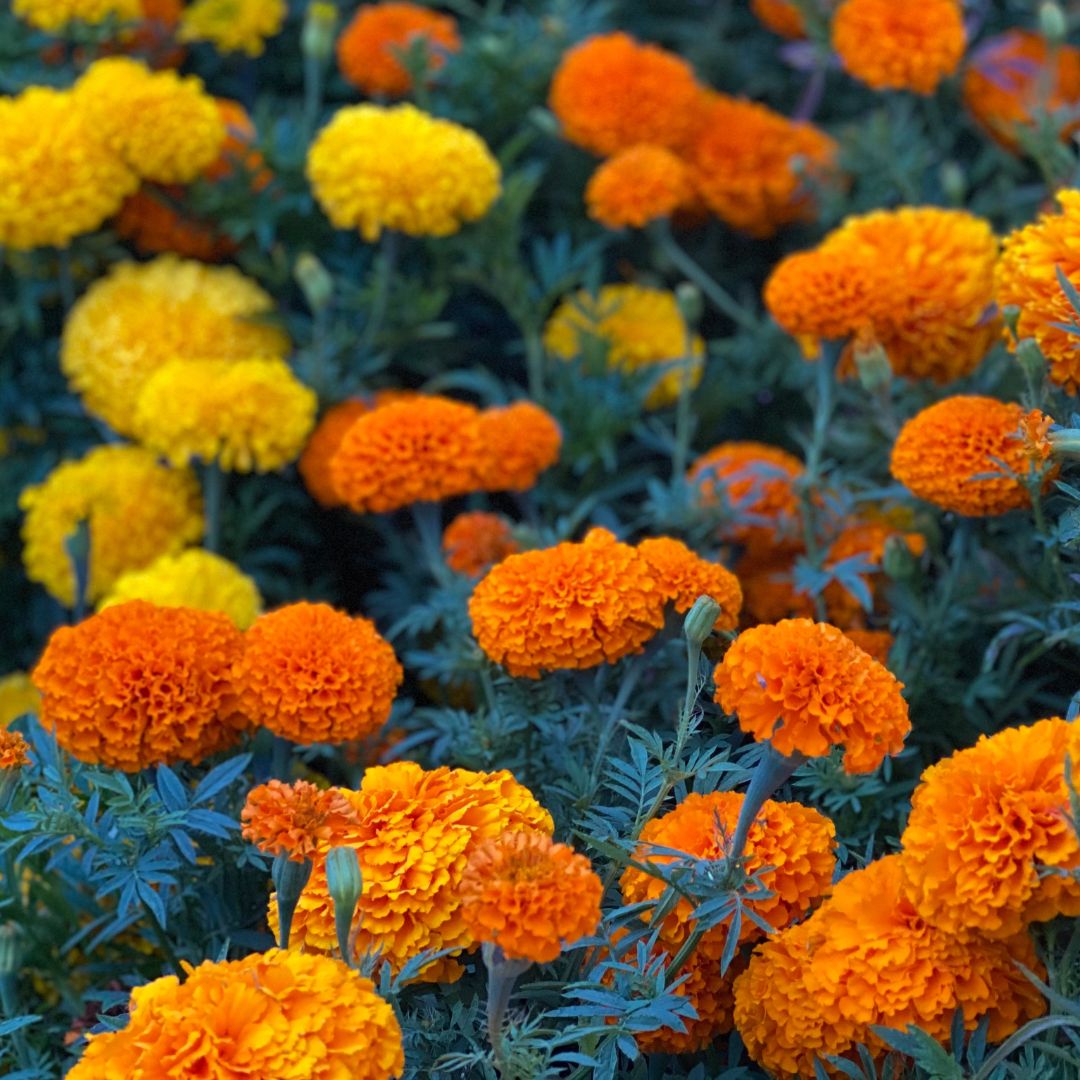 Marigold Seeds-Blooms in a Range of Warm Hues