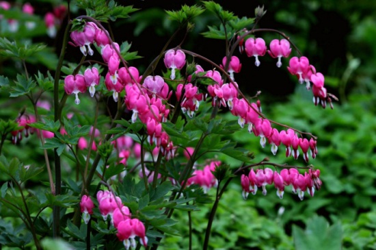 荷包牡丹是牡丹吗，荷包牡丹与牡丹是两种植物- 植物知识- 花卉百科谷