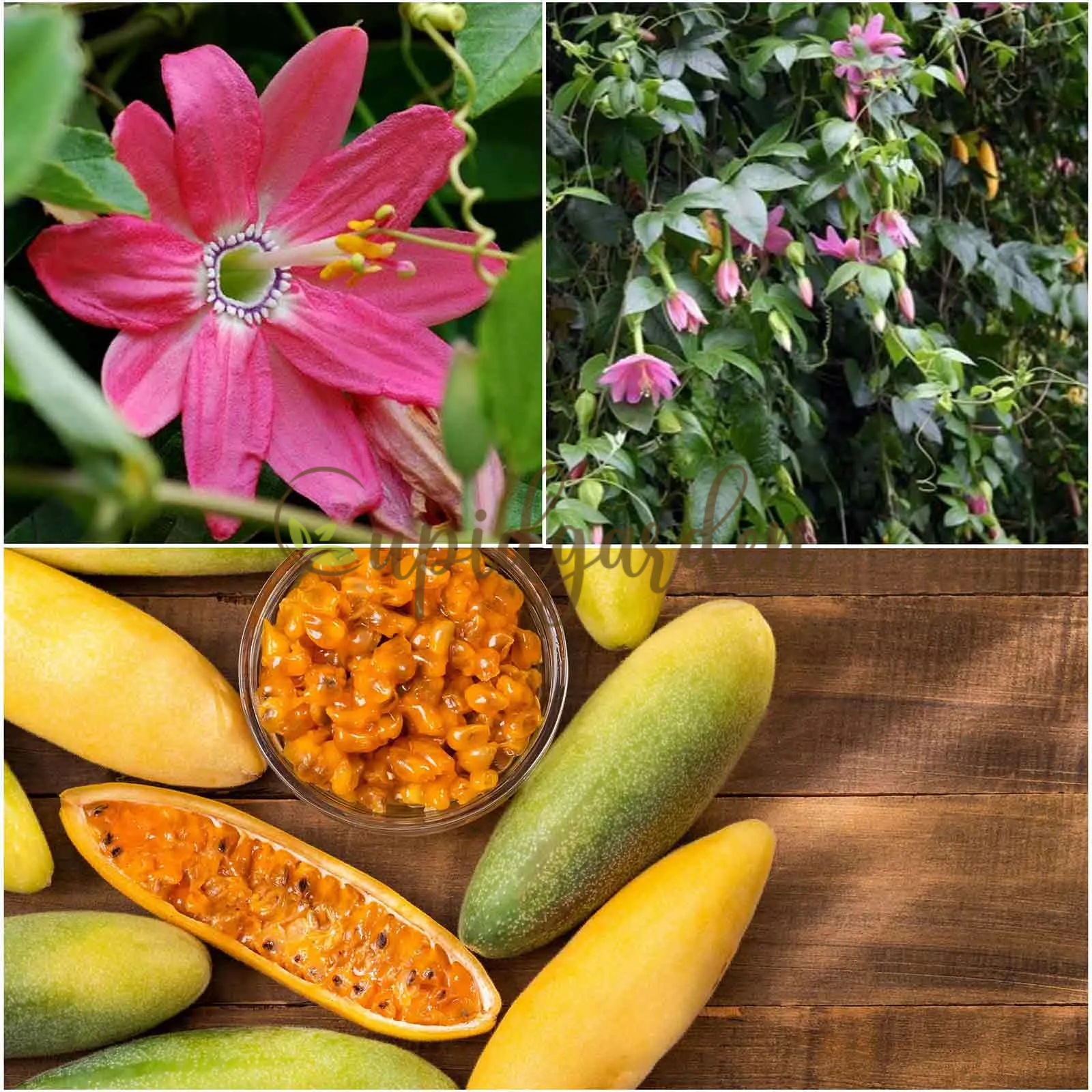 Rare Banana Passion Fruit Seeds 