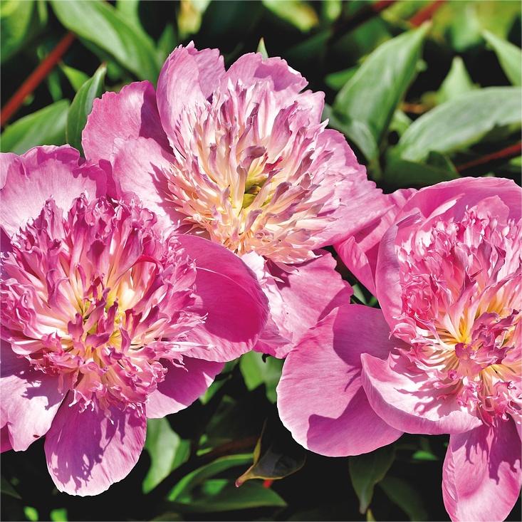 🌺Pfingstrose - Fee unter Blumen