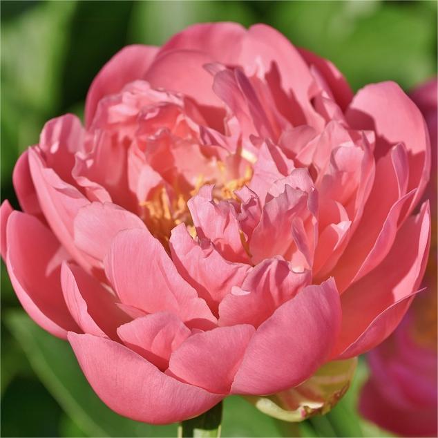 🌺Pfingstrose - Fee unter Blumen