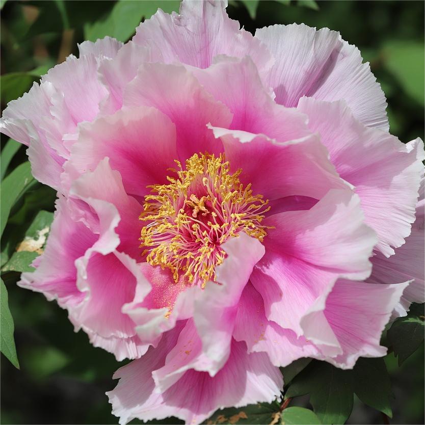 🌺Pfingstrose - Fee unter Blumen