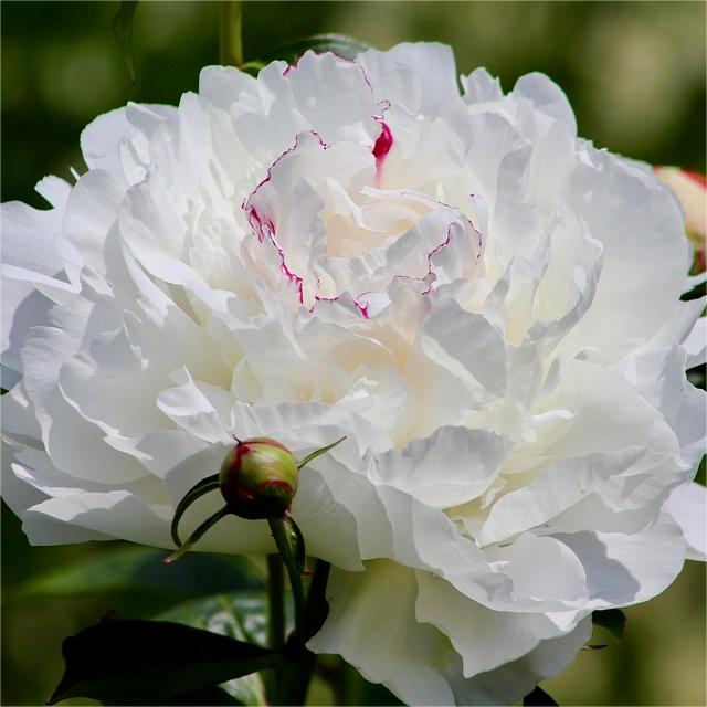 🌺Pfingstrose - Fee unter Blumen