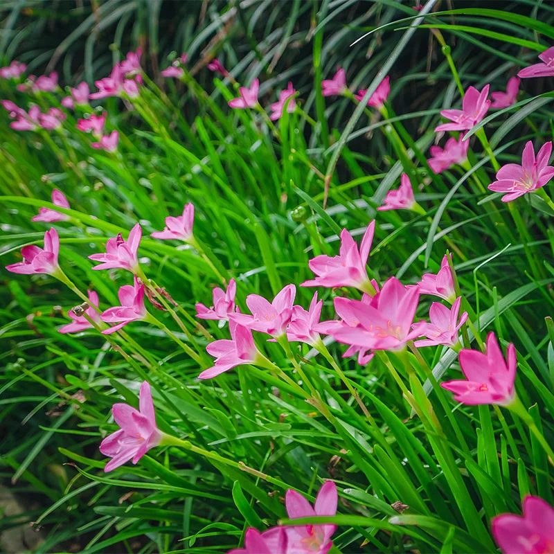 🌺Rainlily Zephyranthes Bulbs