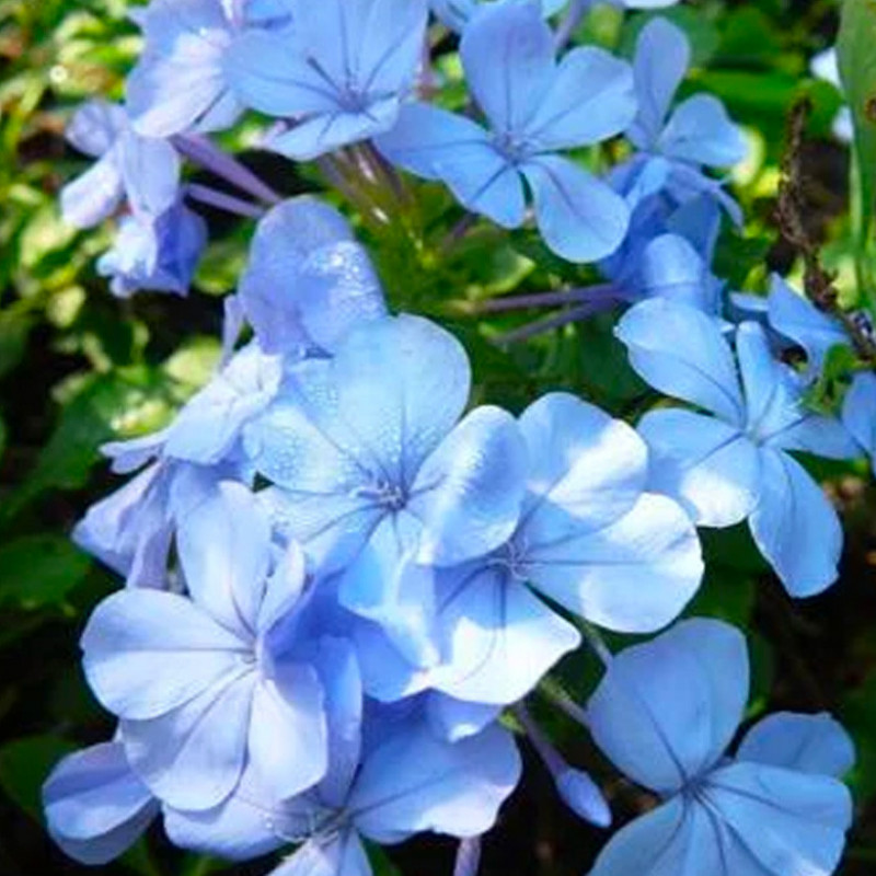 Plumbago Auriculata Seeds