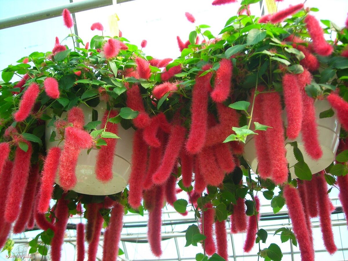 SUMMER LOVE**Acalypha Pendula CHENILLE SMALL STARTER Plant*FIRE TAIL OR CAT TAIL | eBay