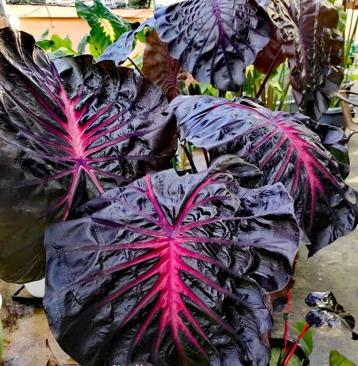 Colocasia esculenta 'Redemption'