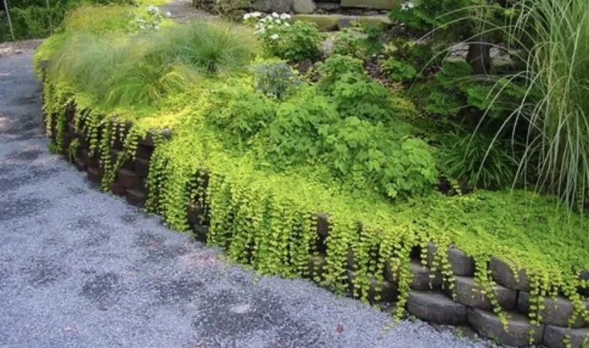 5 Roots Golden Lloydiella Creeping Jenny Lysimachia nummularia Aurea