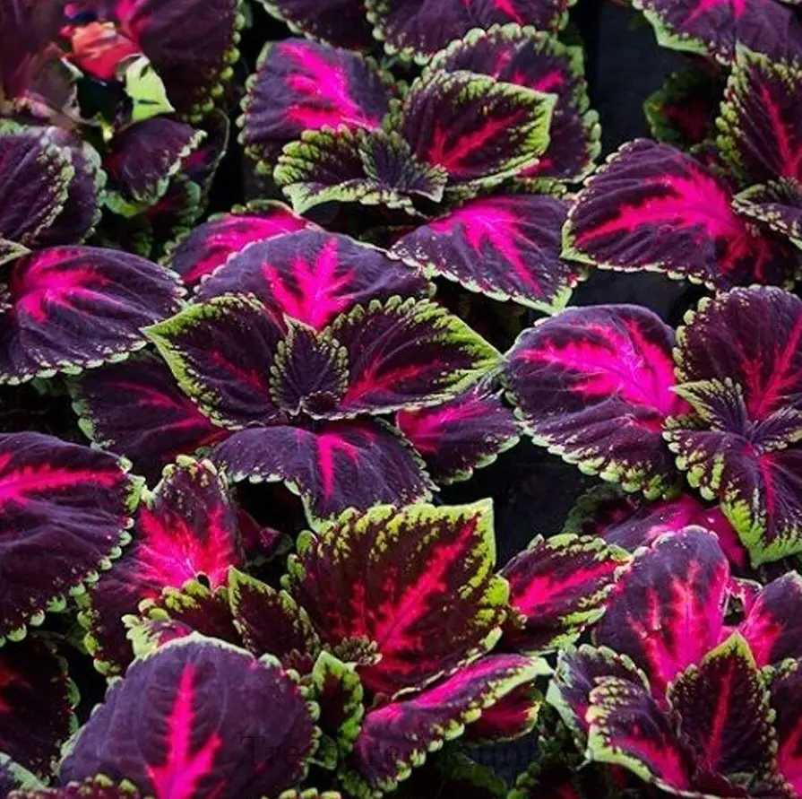 100 Kong Red Giant Coleus Seeds Coleus Blumei Garden Flower | eBay