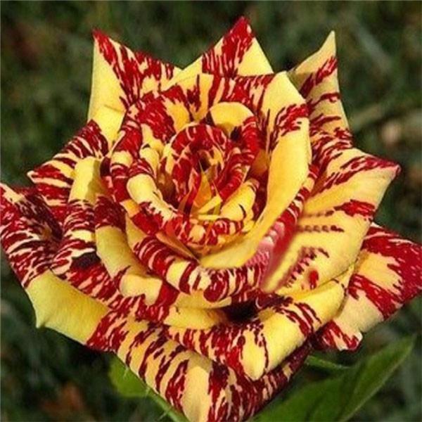 Exotic Colorful Rose Seeds Rare Variety