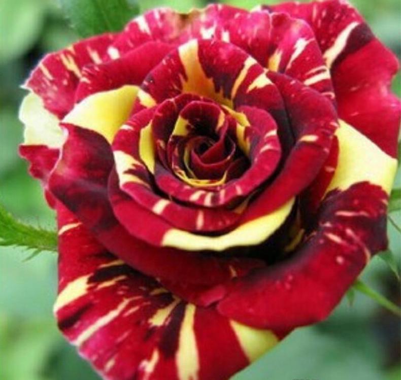 Exotic Colorful Rose Seeds Rare Variety