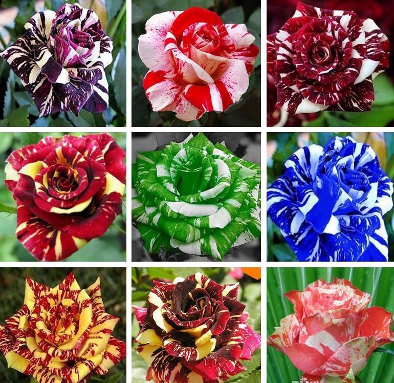 Exotic Colorful Rose Seeds Rare Variety