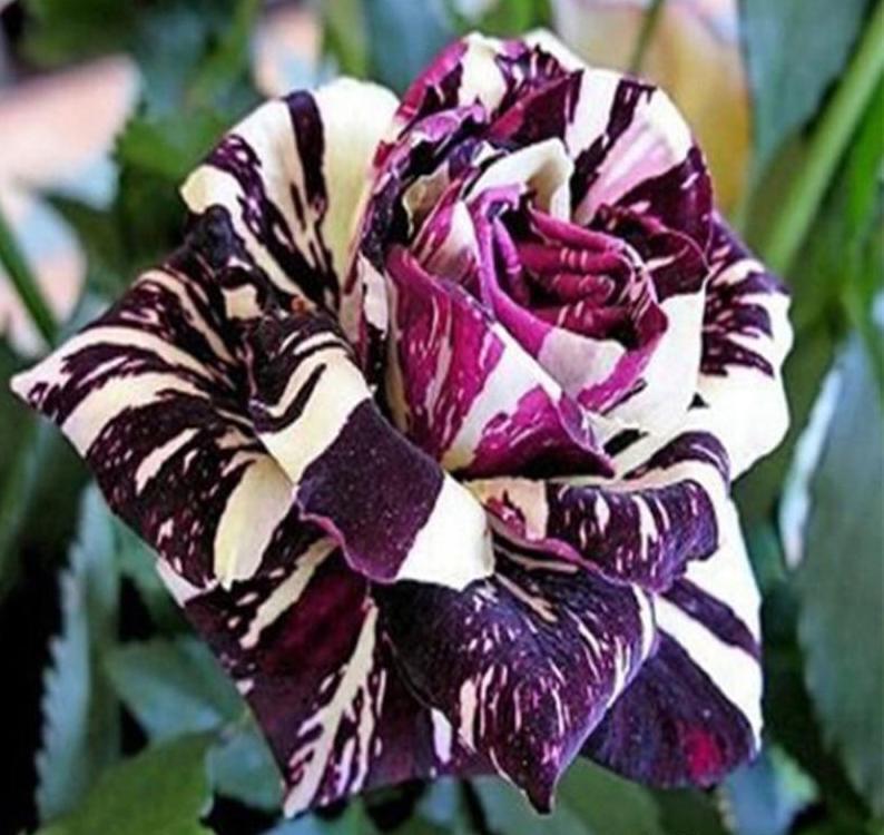 Exotic Colorful Rose Seeds Rare Variety