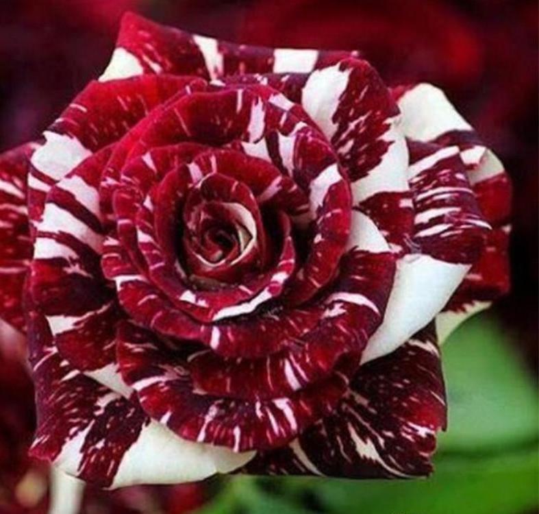 Exotic Colorful Rose Seeds Rare Variety