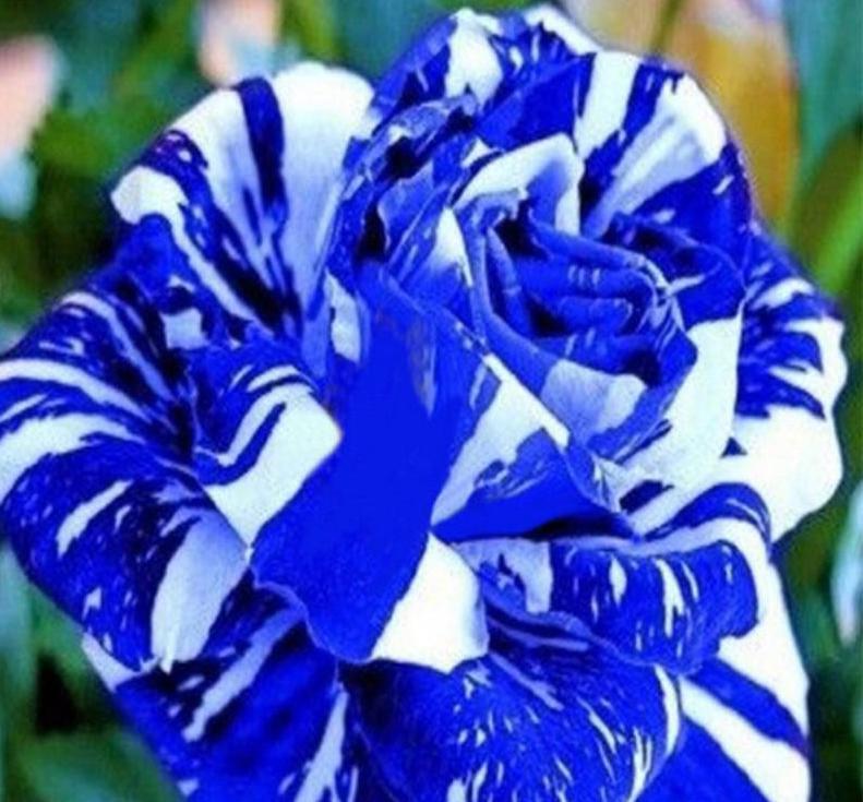 Exotic Colorful Rose Seeds Rare Variety