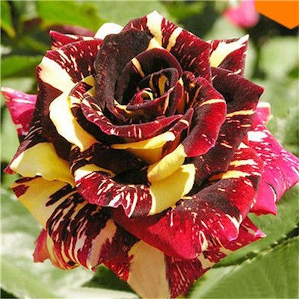 Exotic Colorful Rose Seeds Rare Variety