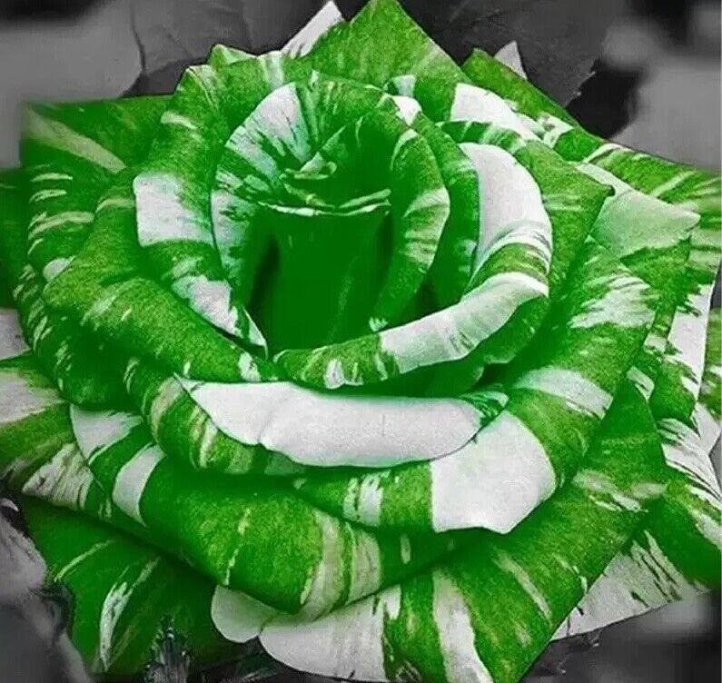 Exotic Colorful Rose Seeds Rare Variety