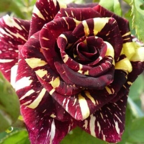 Exotic Colorful Rose Seeds Rare Variety