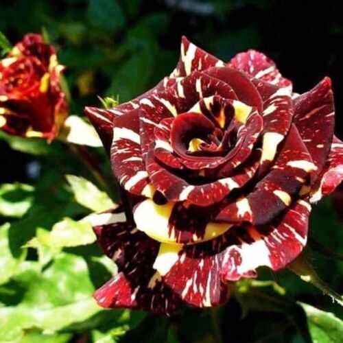Exotic Colorful Rose Seeds Rare Variety