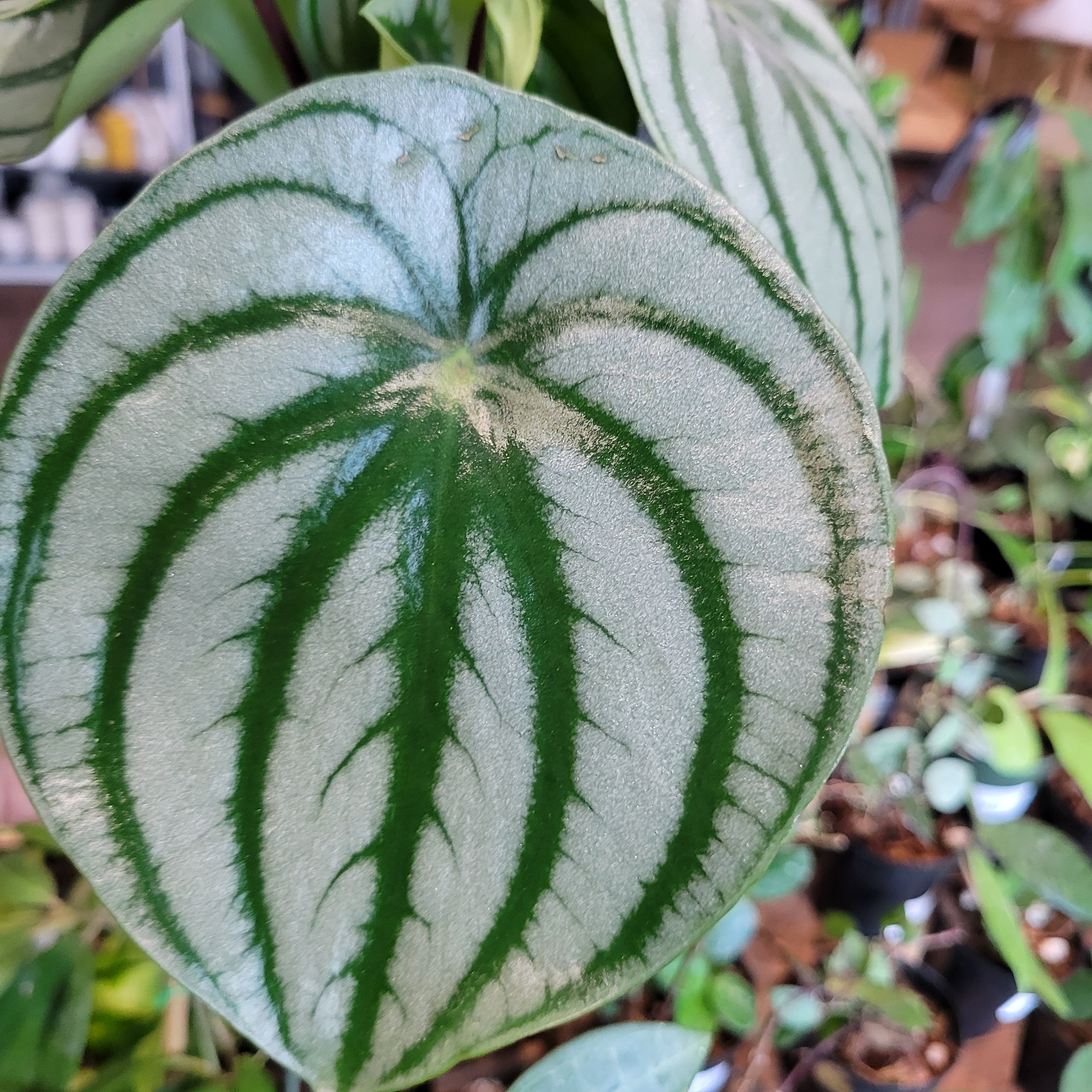 Peperomia "Watermelon" 4" | Plantstay | Gainesville Houseplant Shop