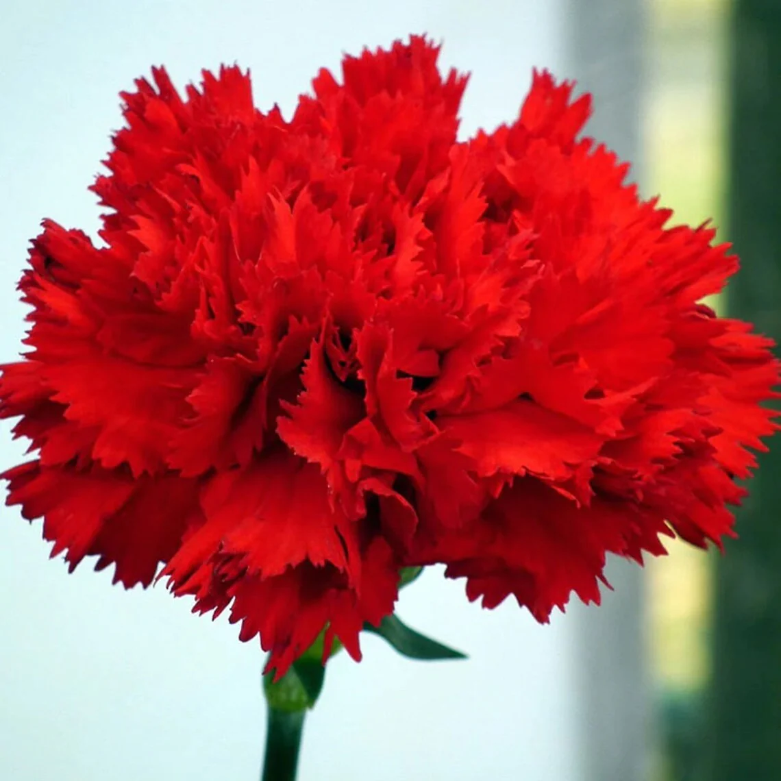 Multi-color Carnation Seeds