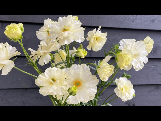 Multicolor Butterfly Ranunculus Seeds
