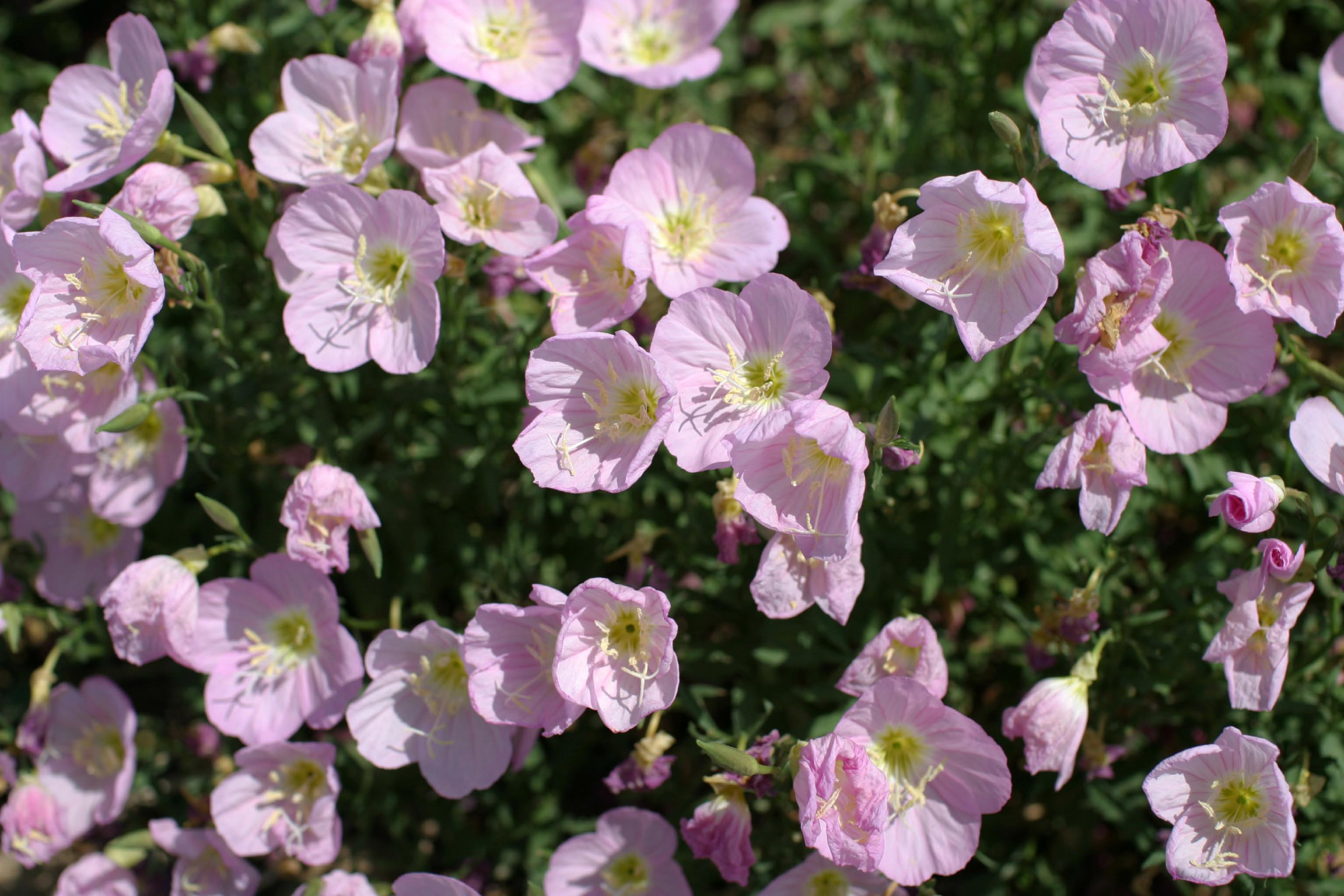 turnerseed: Showy Evening Primrose - Native