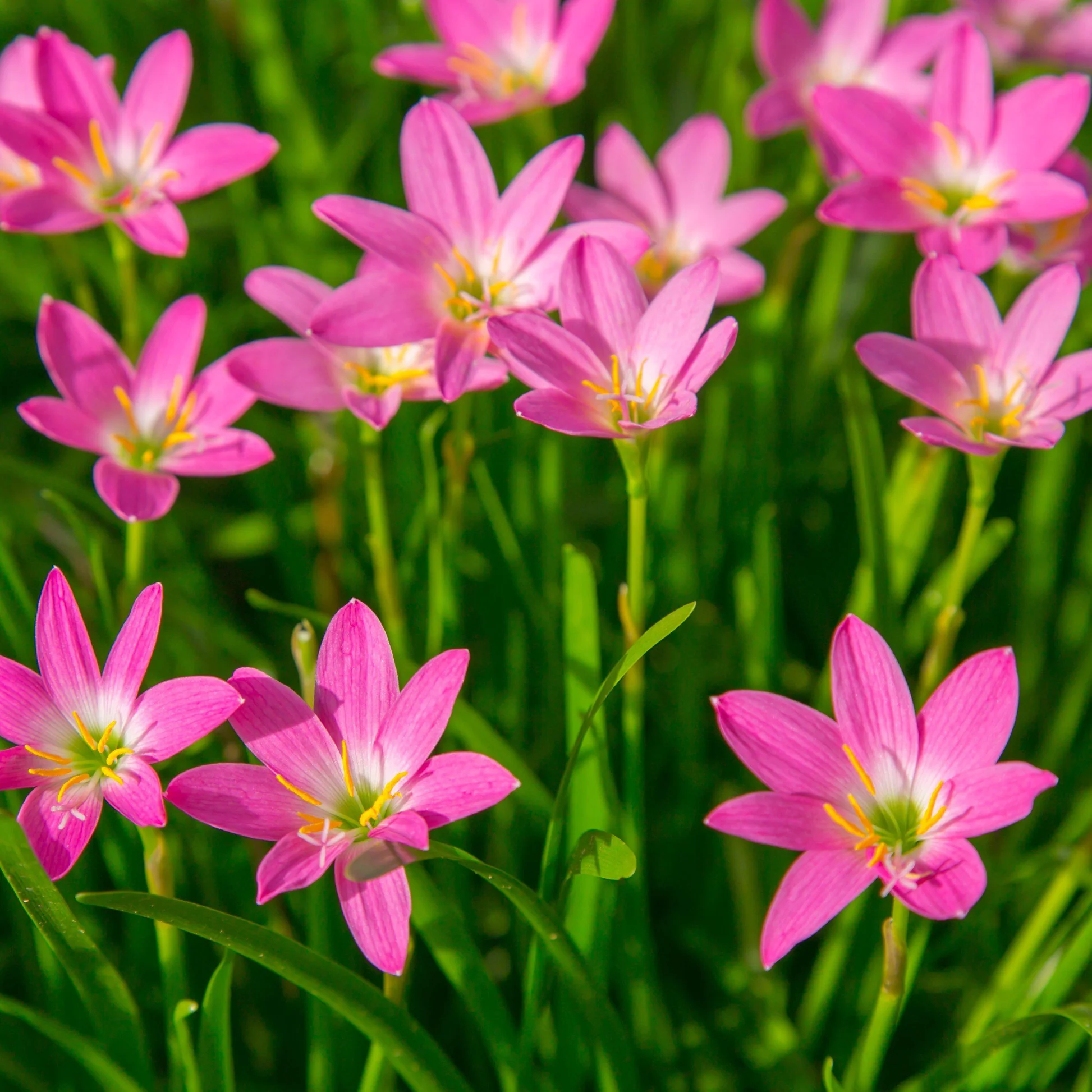 🌺Rainlily Zephyranthes Bulbs