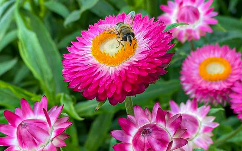 Buy Strawflower Bright Rose now! - The Farm Dream