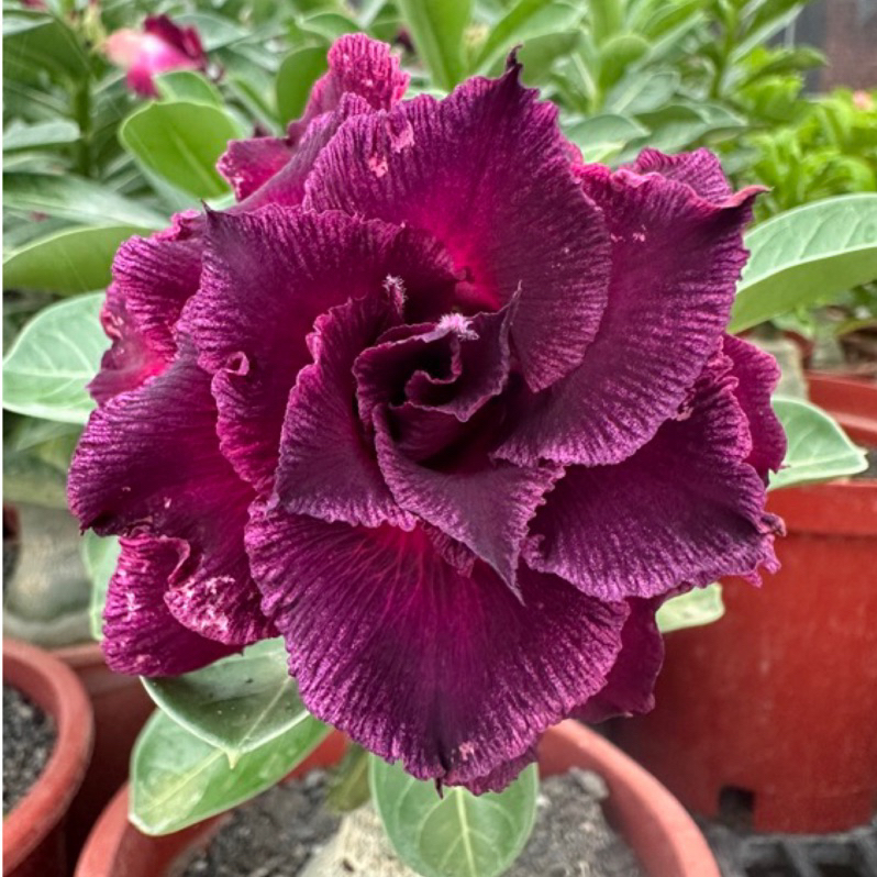 🌵🌹 Dive into Desert Beauty: Desert Rose Seeds for Your Tranquil Haven!-Various Colors🌱Long Flowering Period 🏜️🌺