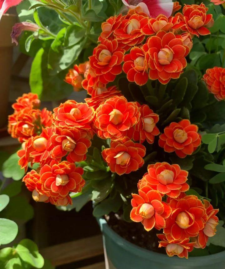 长寿花盆里放勺它，满头是花，叶片如硬铁，开花1000朵- 知乎