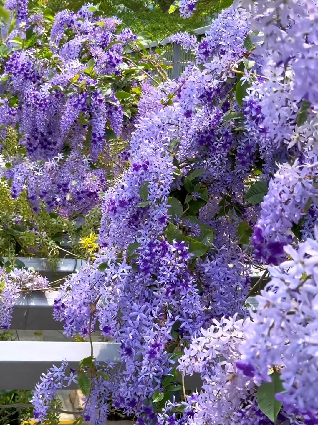 Blaue Blumenrebe - Verträumter blauer und lila Wasserfall