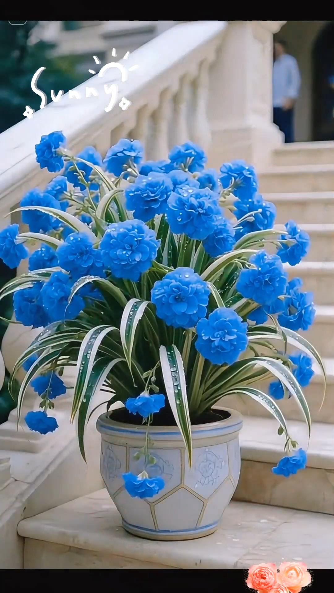 Phnom Penh Chlorophytum