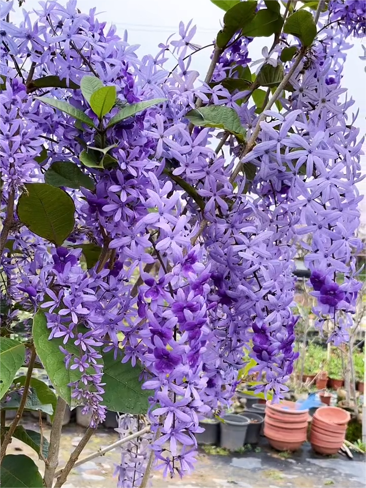 Blaue Blumenrebe - Verträumter blauer und lila Wasserfall