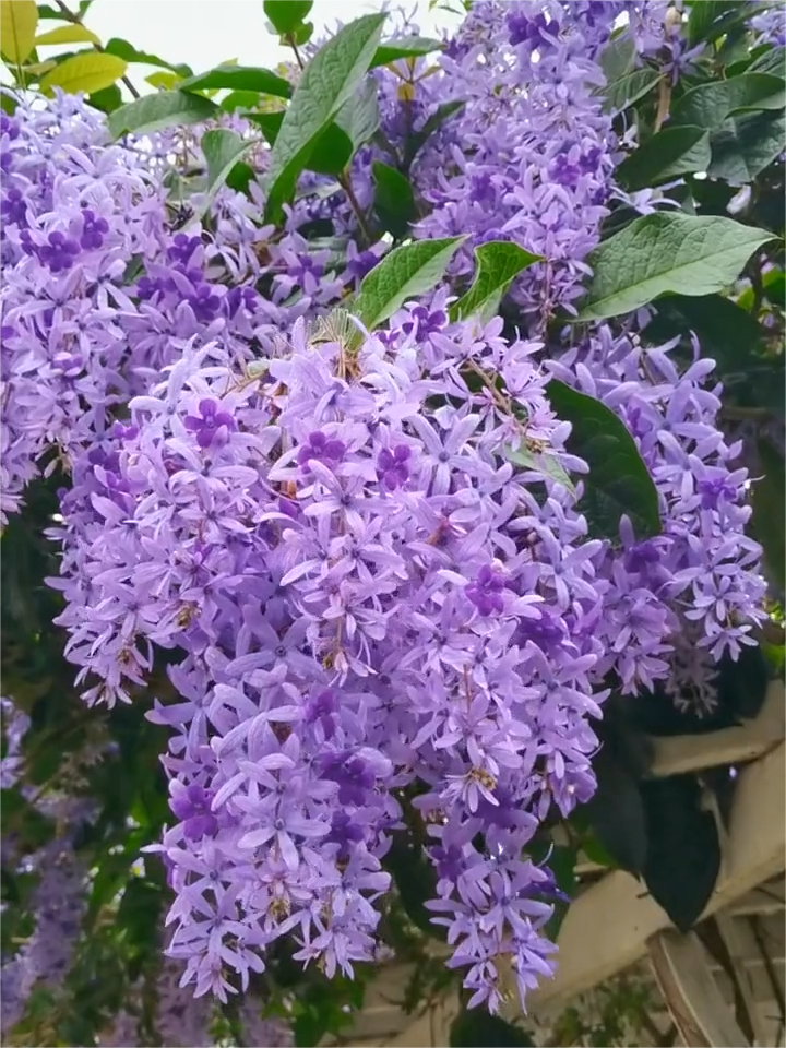 Blaue Blumenrebe - Verträumter blauer und lila Wasserfall