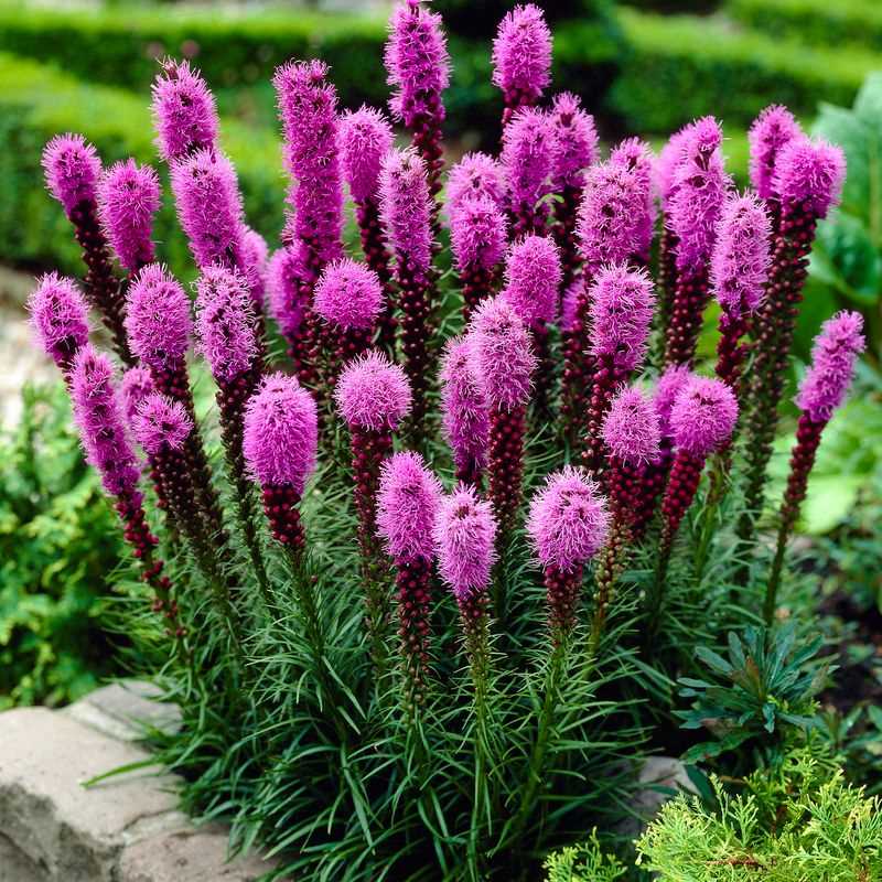 Gartenpalette 🦋Prairie Blazingstar