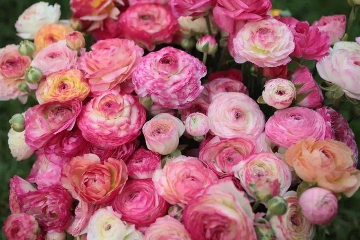 Ranunculus