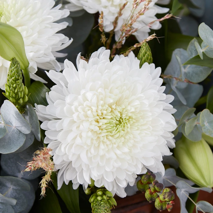 🌺The Flower of Elegance—Giant Chrysanthemum