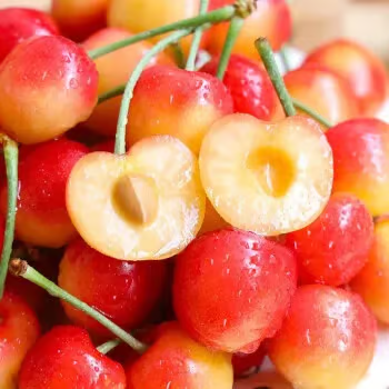 🍒Semená čerešne Rainier, 90% miera prežitia, vrátenie peňazí zdarma v prípade nespokojnosti