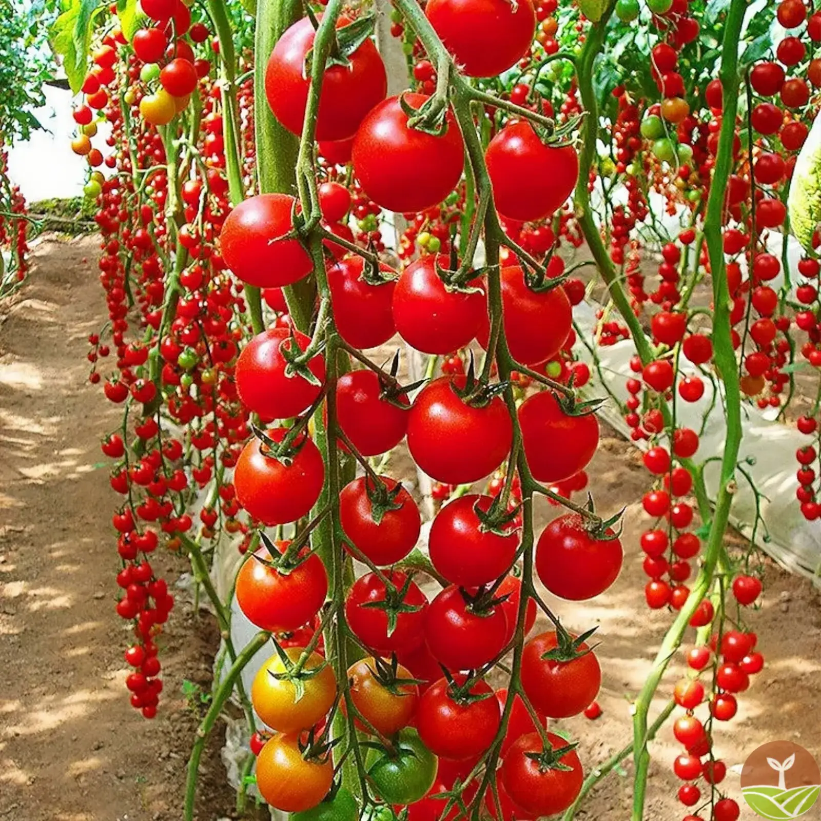🎉Časovo obmedzená ponuka 🍅Semená paradajok Waterfall (vysoký výnos)