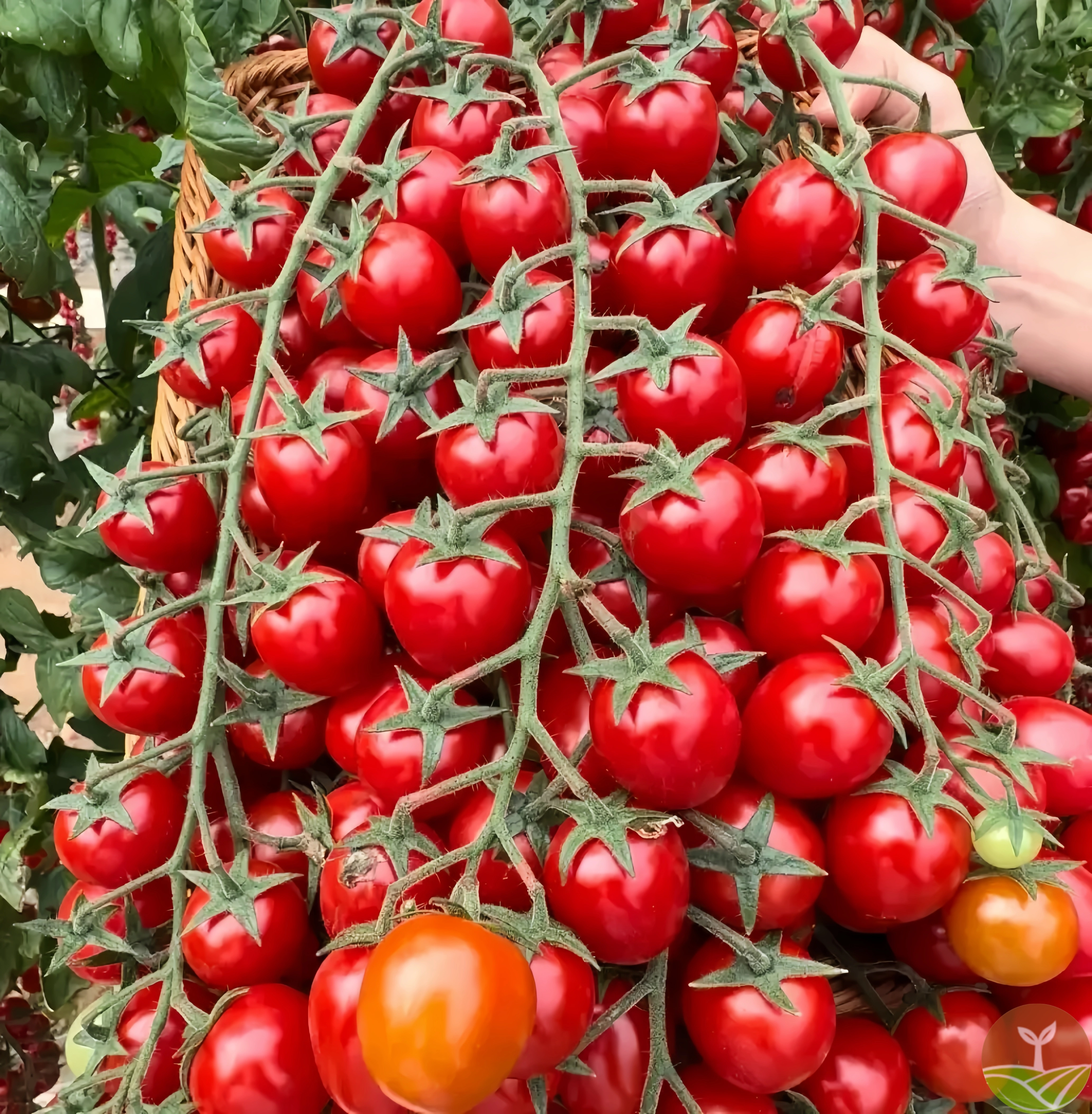 🎉Časovo obmedzená ponuka 🍅Semená paradajok Waterfall (vysoký výnos)